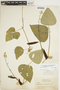 Phaseolus lunatus L., BRITISH GUIANA [Guyana], J. S. de la Cruz 4202, F