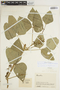 Phaseolus lunatus L., COLOMBIA, J. Cuatrecasas 14499, F