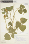 Phaseolus vulgaris L., BOLIVIA, R. F. Steinbach 327, F