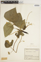 Phaseolus vulgaris L., COLOMBIA, J. Cuatrecasas 12154, F
