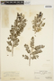 Jacaranda acutifolia Bonpl., PERU, F. Woytkowski 103, F