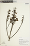 Jacaranda copaia (Aubl.) D. Don, PERU, M. Rimachi Y. 7640, F