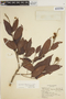 Caraipa densifolia Mart., BRAZIL, Y. Mexía 6002, F