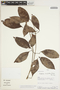 Fridericia nicotianiflora (Kraenzl.) L. G. Lohmann, PERU, A. H. Gentry 76985, F
