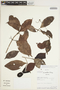 Fridericia nicotianiflora (Kraenzl.) L. G. Lohmann, BOLIVIA, A. H. Gentry 77581, F