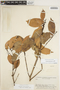 Caraipa densifolia Mart., BRAZIL, B. A. Krukoff 8874, F