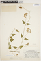 Sarcostemma solanoides (Kunth) Decne., Peru, H. E. Stork 10809, F