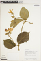 Schubertia grandiflora Mart., Brazil, G. Davidse 12255, F