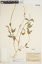 Tassadia propinqua Decne., GUYANA, B. Maguire 23350, F