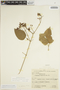 Fridericia pubescens (L.) L. G. Lohmann, BRAZIL, A. P. Duarte 848, F