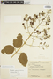 Fridericia pubescens (L.) L. G. Lohmann, BRAZIL, E. P. Heringer 720, F