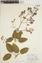 Fridericia pubescens (L.) L. G. Lohmann, BRAZIL, H. S. Irwin 2632, F