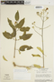 Fridericia pubescens (L.) L. G. Lohmann, BRAZIL, H. S. Irwin 31210, F