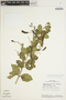 Fridericia samydoides (Cham.) L. G. Lohmann, BRAZIL, W. R. Anderson 11159, F