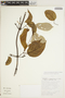 Fridericia spicata (Bureau & K. Schum.) L. G. Lohmann, BOLIVIA, R. Quevedo 997, F