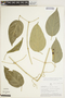 Fridericia spicata (Bureau & K. Schum.) L. G. Lohmann, PERU, J. Revilla 2269, F
