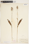 Platanthera clavellata image