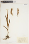 Platanthera dilatata image