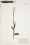 Platanthera dilatata image