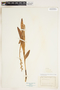 Platanthera dilatata image