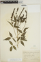 Otholobium pubescens (Poir.) J. W. Grimes, BOLIVIA, 170, F