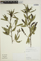 Otholobium mexicanum (L. f.) J. W. Grimes, Ecuador, J. W. Grimes 2585, F