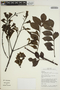 Jacaranda copaia subsp. spectabilis (Mart. ex A. DC.) A. H. Gentry, BRITISH GUIANA [Guyana], M. J. Jansen-Jacobs 1020, F