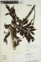 Jacaranda copaia subsp. spectabilis (Mart. ex A. DC.) A. H. Gentry, PERU, Rod. Vásquez 9495, F