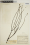 Jacaranda copaia subsp. spectabilis (Mart. ex A. DC.) A. H. Gentry, COLOMBIA, J. Cuatrecasas 13283, F