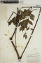 Jacaranda copaia subsp. spectabilis (Mart. ex A. DC.) A. H. Gentry, BRITISH GUIANA [Guyana], A. C. Smith 3474, F