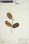 Jacaranda copaia subsp. spectabilis (Mart. ex A. DC.) A. H. Gentry, PERU, J. Revilla 960, F