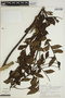 Jacaranda copaia subsp. spectabilis (Mart. ex A. DC.) A. H. Gentry, PERU, A. H. Gentry 21987, F