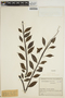 Jacaranda copaia (Aubl.) D. Don, COLOMBIA, J. Cuatrecasas 13225, F