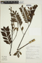 Jacaranda copaia subsp. spectabilis (Mart. ex A. DC.) A. H. Gentry, BRITISH GUIANA [Guyana], A. L. Stoffers 30118, F