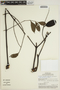 Jacaranda copaia subsp. spectabilis (Mart. ex A. DC.) A. H. Gentry, BRAZIL, G. T. Prance 26397, F