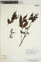 Jacaranda copaia subsp. spectabilis (Mart. ex A. DC.) A. H. Gentry, PERU, F. Ayala 2280, F
