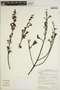Jacaranda copaia subsp. spectabilis (Mart. ex A. DC.) A. H. Gentry, BRITISH GUIANA [Guyana], A. L. Stoffers 11, F