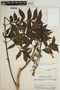 Jacaranda copaia subsp. spectabilis (Mart. ex A. DC.) A. H. Gentry, PERU, J. J. Wurdack 1967, F