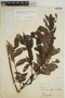Jacaranda copaia subsp. spectabilis (Mart. ex A. DC.) A. H. Gentry, PERU, G. Klug 3732, F