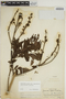Jacaranda copaia subsp. spectabilis (Mart. ex A. DC.) A. H. Gentry, PERU, G. Klug 3732, F