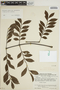 Jacaranda copaia subsp. spectabilis (Mart. ex A. DC.) A. H. Gentry, VENEZUELA, J. A. Steyermark 90405, F