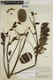 Jacaranda copaia subsp. spectabilis (Mart. ex A. DC.) A. H. Gentry, BRAZIL, B. A. Krukoff 5313, F