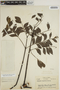 Jacaranda copaia subsp. spectabilis (Mart. ex A. DC.) A. H. Gentry, BRAZIL, B. A. Krukoff 1503, F