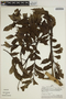 Jacaranda copaia subsp. spectabilis (Mart. ex A. DC.) A. H. Gentry, PERU, A. H. Gentry 29478, F