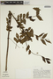 Jacaranda copaia subsp. spectabilis (Mart. ex A. DC.) A. H. Gentry, PERU, A. H. Gentry 18660, F