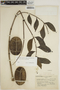 Jacaranda copaia subsp. spectabilis (Mart. ex A. DC.) A. H. Gentry, ECUADOR, 7295, F
