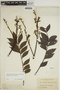 Jacaranda copaia subsp. spectabilis (Mart. ex A. DC.) A. H. Gentry, COLOMBIA, A. E. Lawrance 434, F