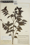 Jacaranda copaia subsp. spectabilis (Mart. ex A. DC.) A. H. Gentry, COLOMBIA, J. Cuatrecasas 10687, F