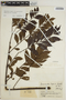 Jacaranda copaia subsp. spectabilis (Mart. ex A. DC.) A. H. Gentry, COLOMBIA, J. Cuatrecasas 15189, F
