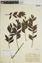 Jacaranda copaia subsp. spectabilis (Mart. ex A. DC.) A. H. Gentry, COLOMBIA, A. E. Lawrance 434, F